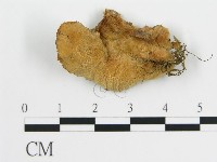 登錄號:F0015162藏品圖，第1張