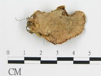 登錄號:F0015162藏品圖，第3張