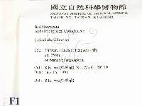 柱擔菌屬藏品圖，第2張