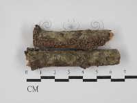 登錄號:F0015172藏品圖，第1張