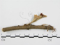 登錄號:F0015176藏品圖，第1張
