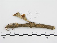 登錄號:F0015176藏品圖，第3張