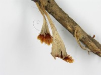 登錄號:F0015176藏品圖，第5張