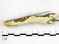 登錄號:F0015177藏品圖，第1張