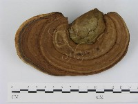 登錄號:F0015181藏品圖，第1張