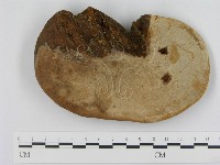 登錄號:F0015181藏品圖，第4張