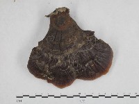 登錄號:F0015183藏品圖，第1張