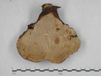 登錄號:F0015183藏品圖，第4張