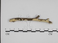 登錄號:F0015191藏品圖，第1張