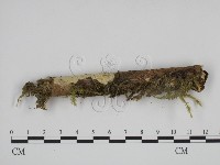 登錄號:F0015192藏品圖，第1張