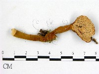 假芝屬藏品圖，第3張