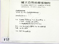 假芝屬藏品圖，第2張