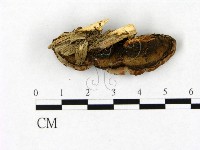 登錄號:F0015196藏品圖，第1張