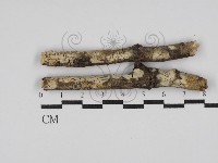 登錄號:F0015197藏品圖，第1張