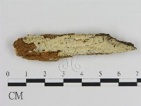 絲皮菌屬藏品圖，第1張