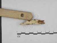 登錄號:F0015201藏品圖，第3張