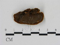 刺革菌屬藏品圖，第3張