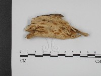 登錄號:F0015204藏品圖，第3張