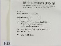 絲皮菌屬藏品圖，第2張
