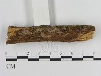 絲皮菌屬藏品圖，第3張