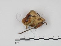 登錄號:F0015207藏品圖，第1張