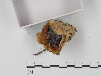 登錄號:F0015207藏品圖，第3張