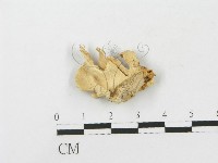 登錄號:F0015209藏品圖，第1張