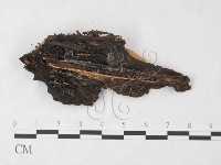 登錄號:F0015211藏品圖，第3張