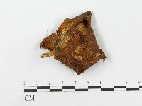 登錄號:F0015212藏品圖，第1張