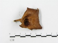 登錄號:F0015212藏品圖，第3張