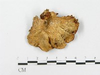 登錄號:F0015213藏品圖，第1張