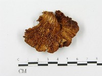 登錄號:F0015213藏品圖，第3張