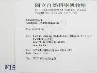 微皮傘屬藏品圖，第2張