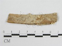 微皮傘屬藏品圖，第1張