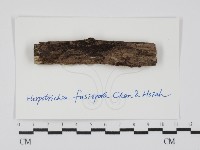 登錄號:F0015218藏品圖，第1張