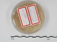 登錄號:F0015223藏品圖，第1張