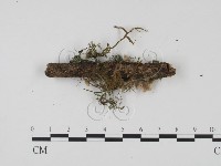 登錄號:F0015224藏品圖，第3張