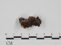 附毛菌屬藏品圖，第1張