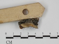 附毛菌屬藏品圖，第3張