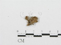 裂褶菌藏品圖，第1張