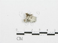 裂褶菌藏品圖，第3張