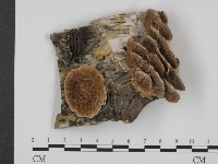附毛菌屬藏品圖，第1張