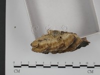附毛菌屬藏品圖，第3張