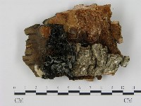 登錄號:F0015231藏品圖，第1張