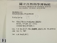 附毛菌屬藏品圖，第2張