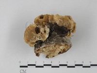 雲芝藏品圖，第1張