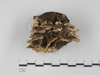 雲芝藏品圖，第3張