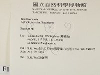 韌革菌屬藏品圖，第2張