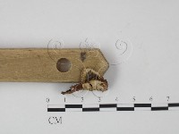 韌革菌屬藏品圖，第3張