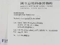 剛毛絲皮菌藏品圖，第2張